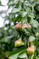 A green pear on a tree after a rain in droplets of dew.
