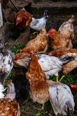 Chickens on the farm. Toned, style, color photo.