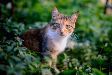Naklejka na ściany i meble Red-hair cat in the grass