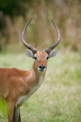 Naklejka premium deer front view face