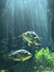 underwater fish with sun light