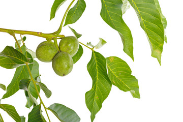 Walnuts fruits green tree branch isolated on a white background