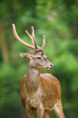 beautiful deer side view 