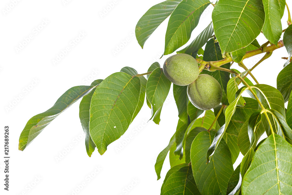 Wall mural Walnuts fruits green tree branch isolated on a white background - Wall murals