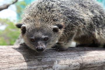 binturuong front view