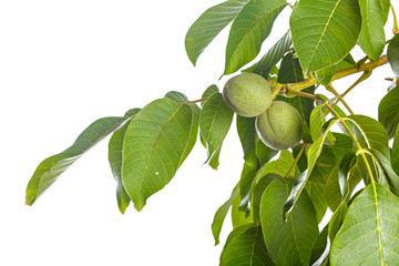 Walnuts fruits green tree branch isolated on a white background