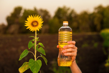 Man's hand hold bottle of sunflower oil. Sunflower oil improves skin health and promote cell regeneration