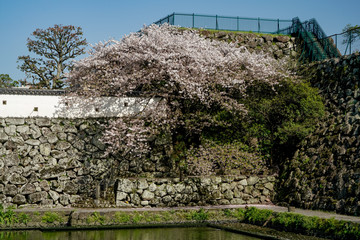 サクラ　城址公園