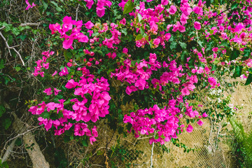 Photo of bougainvillea flower in picturesque island of Greece with mountains and sky and clouds in the background.