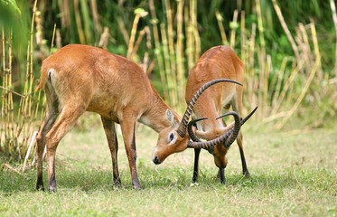 fight deer with horn
