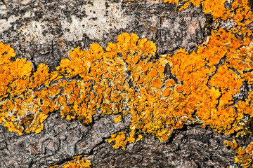 Yellow moss on the surface of a tree