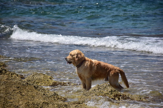 cane che fa il bagno, in attesa che il suo padrone gli getti in acqua il bastone che dovr&agrave; recuperare. Sicilia