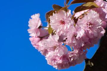 Soft focus Cherry blossom or Sakura flower on a tree branch against a blue sky background. Japanese cherry. Shallow depth of field. Focus on the center of a flower still life