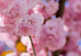 Soft focus Cherry blossom or Sakura flower on a tree branch against a blue sky background. Japanese cherry. Shallow depth of field. Focus on the center of a flower still life