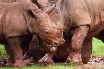 Family of Rhinocerous