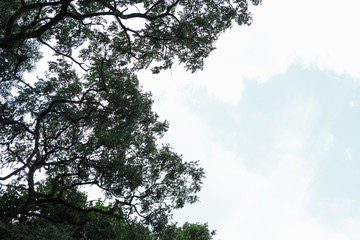 Top view with tree branch and blue sky