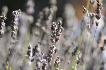Sommerlavendel