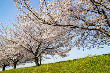 サクラ 大分川
