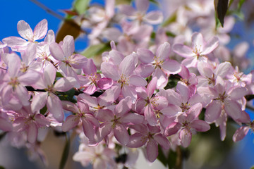 Soft focus Cherry blossom or Sakura flower on a tree branch against a blue sky background. Japanese cherry. Shallow depth of field. Focus on the center of a flower still life