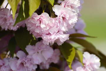 Soft focus Cherry blossom or Sakura flower on a tree branch against a blue sky background. Japanese cherry. Shallow depth of field. Focus on the center of a flower still life