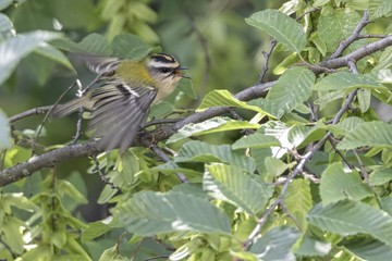 regulus ignicapilla, common firecrest bird  on tree