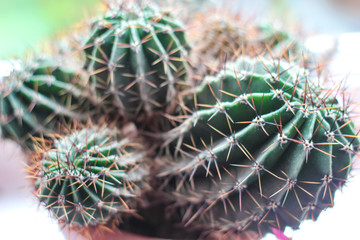 Close up picture of green hom cactus. Sunny light colors tender cacti with long needles in brown flower pot