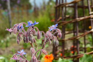 Borage flowers in a pretty flower bed © sarahdoow