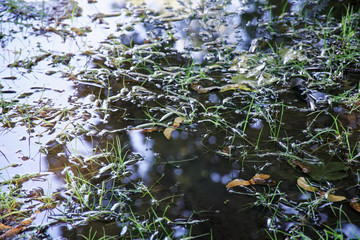 Reflection tree branches in the puddle, nature background