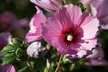 Spring flowers in sunny day defocused background