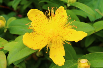 Yellow Flower background