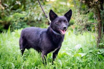 Black dog outdoor in summer forest green lawn grass