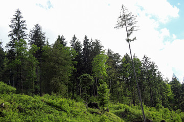 Pine Forest Growth