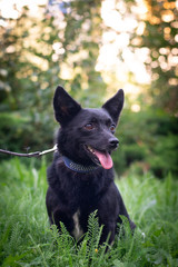 Black dog outdoor in summer forest green lawn grass