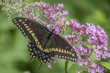Papilio polyxenes, eastern black swallowtail