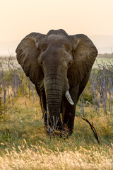 Fototapeta na wymiar Elephant in a sunset in Hlane National Park in Swaziland