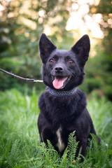 Black dog outdoor in summer forest green lawn grass