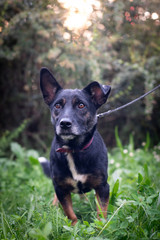 Black dog outdoor in summer forest green lawn grass