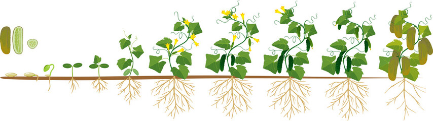 Проект развитие растения из семени Life cycle of cucumber plant. Stages of growth from seed and sprout to adult pla