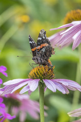 butterfly of the order Lepidoptera © John Anderson