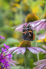 butterfly of the order Lepidoptera