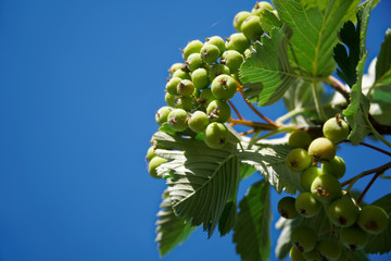 Close-up green guelder or viburnum swaying in the wind.