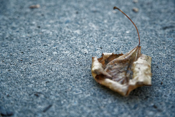 Dry leaf lies on grey asphalt, loneliness idea