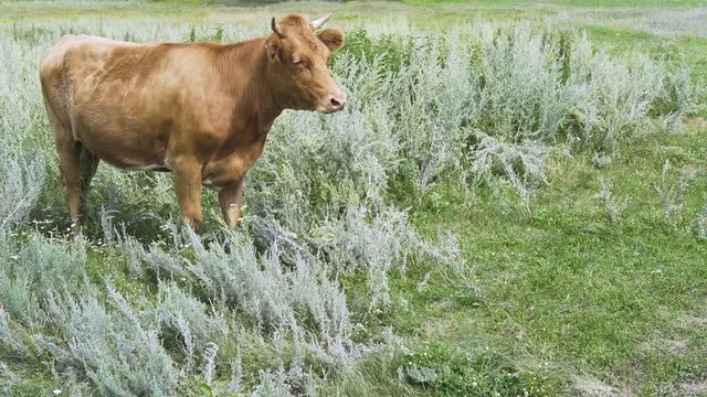 The bull is standing in the grass on a sunny morning, worries and banishes the flies a tail