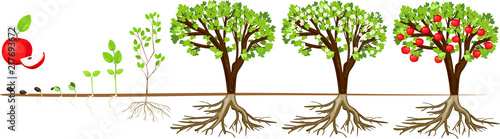 Fototapete Life Cycle Of Apple Tree Stages Of Growth From Seed And Sprout To Adult Plant With Fruits Kazakova Maryia