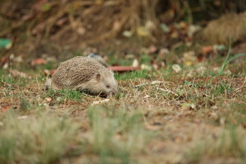 Igel im Garten