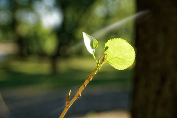 Close-up small leaf in sunbeam swaying in the wind.