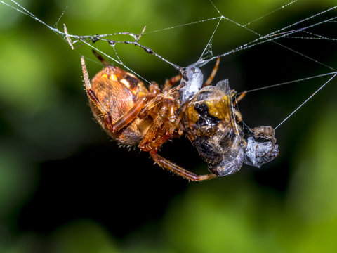 Garden Spider, Araneus diadematus