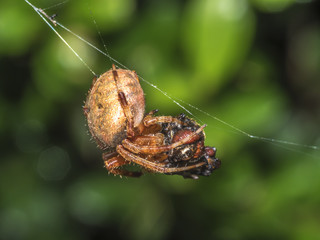 Garden Spider, Araneus diadematus