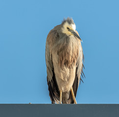Australian White Faced Heron