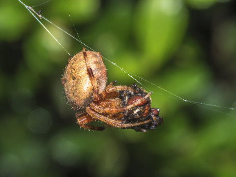 Garden Spider, Araneus diadematus